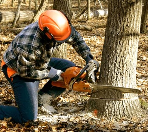 Tree Removal in Mount Auburn, IL